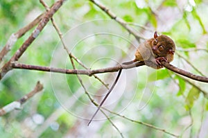 Philippine tarsier