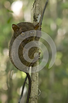 Philippine tarsier