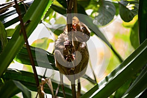 Philippine tarsier