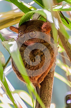 Philippine tarsier Carlito syrichta on Bohol island, Philippin