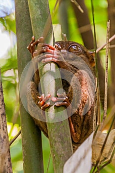 Philippine tarsier Carlito syrichta on Bohol island, Philippin