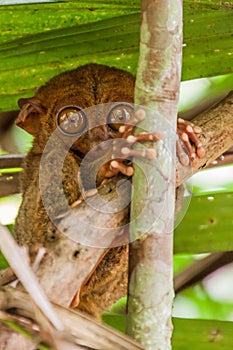 Philippine tarsier Carlito syrichta on Bohol island, Philippin