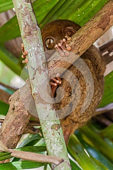 Philippine tarsier Carlito syrichta on Bohol island, Philippin