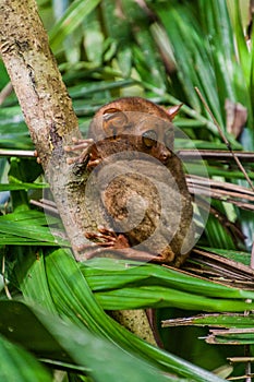 Philippine tarsier Carlito syrichta on Bohol island, Philippin