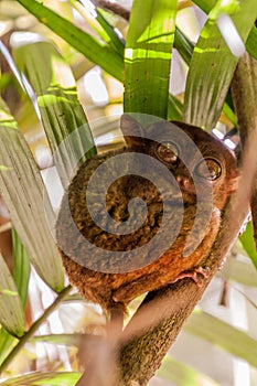 Philippine tarsier Carlito syrichta on Bohol island, Philippin