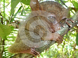 Philippine tarsier