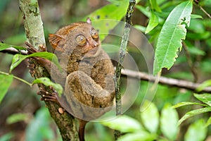 Philippine Tarsier in Its Natural Habitat, Bohol, Philippines