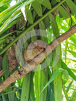 Philippine tarsier sleeping on the tree.