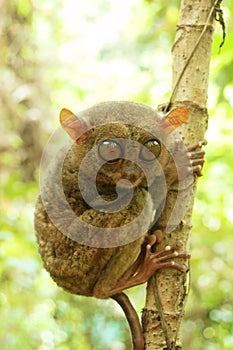 Philippine tarsier