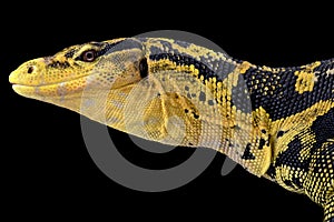 Philippine water monitor (Varanus cumingi) photo