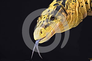 Philippine water monitor (Varanus cumingi) photo