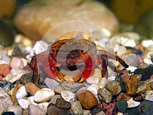 Philippines Crimson Crab