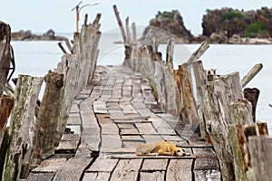 Philippines. Dog on the pier.