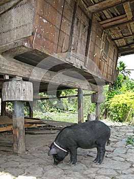 Philippines farm