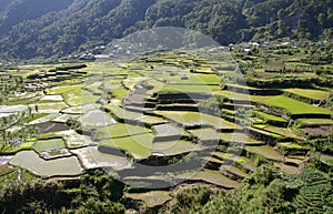 Philippines Mountian Rice Terraces
