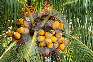 Philippines. Palawan Island. Coconuts on a palm tree.