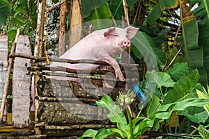 Las Filipinas. isla. doméstico un cerdo en jaula 