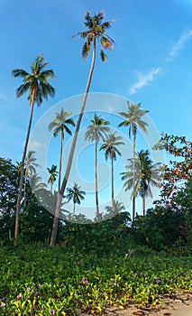 Philippines. palm trees on the sea. Palawan Island.