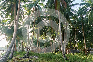 Philippines. palm trees on the sea. Palawan Island.