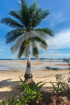 Las Filipinas. palmera árboles sobre el el mar. isla 