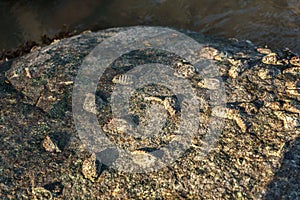 Philippines. Petrified mollusks on a stone. photo