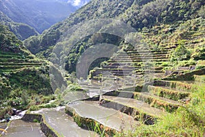 Philippines rice paddies