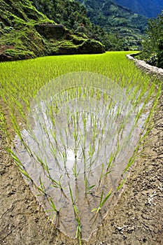 Philippines rice seedlings photo