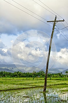 Philippines Rice Seedlings