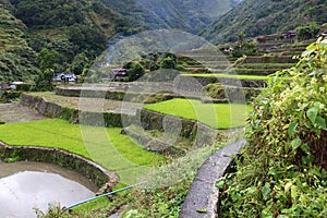 Philippines rice terraces