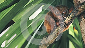 Philippines sanctuary: tarsier looks camera. Filipino cute primate with big brown eyes poses to cam