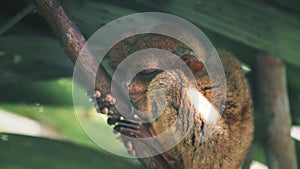 Philippines, Tarsier Sanctuary: primate asleep on exotic tree branch. Tropic cute small animal rest