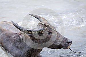 Philippines water buffaloCarabao
