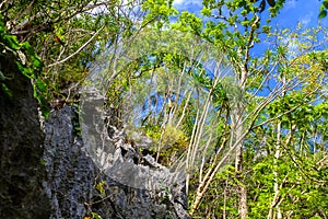 Philippino tropical jungle forest