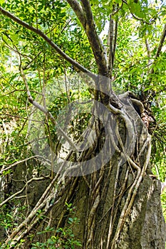 Philippino tropical jungle forest