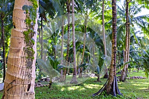 Philippino tropical jungle forest