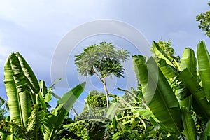 Philippino tropical jungle forest