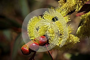 Philips River Gum Eucalyptus Flowers photo