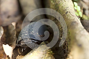 Phill Milipede animal unique
