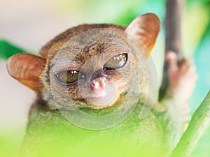 Phillipine tarsier