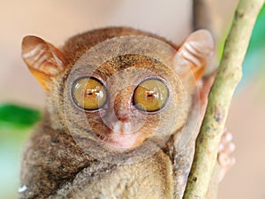 Phillipine tarsier