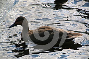 Pato sobre el Agua 