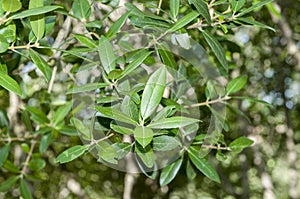 Phillyrea latifolia photo