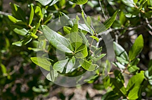 Phillyrea latifolia photo