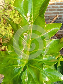 Philo dendron leaf