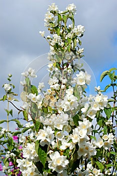 Philodelpus Mock Orange