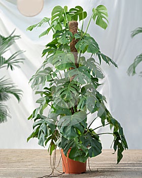 Philodendron Araceae plant photo