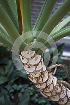 Philodendron bipinnatifidum close up