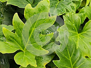 Philodendron bipinnatifidum leaves close-up