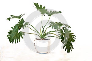 Philodendron bipinnatifidum pot plant photo