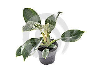 Philodendron birkin